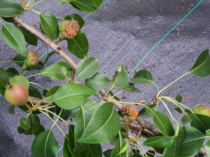 Pears disease 1