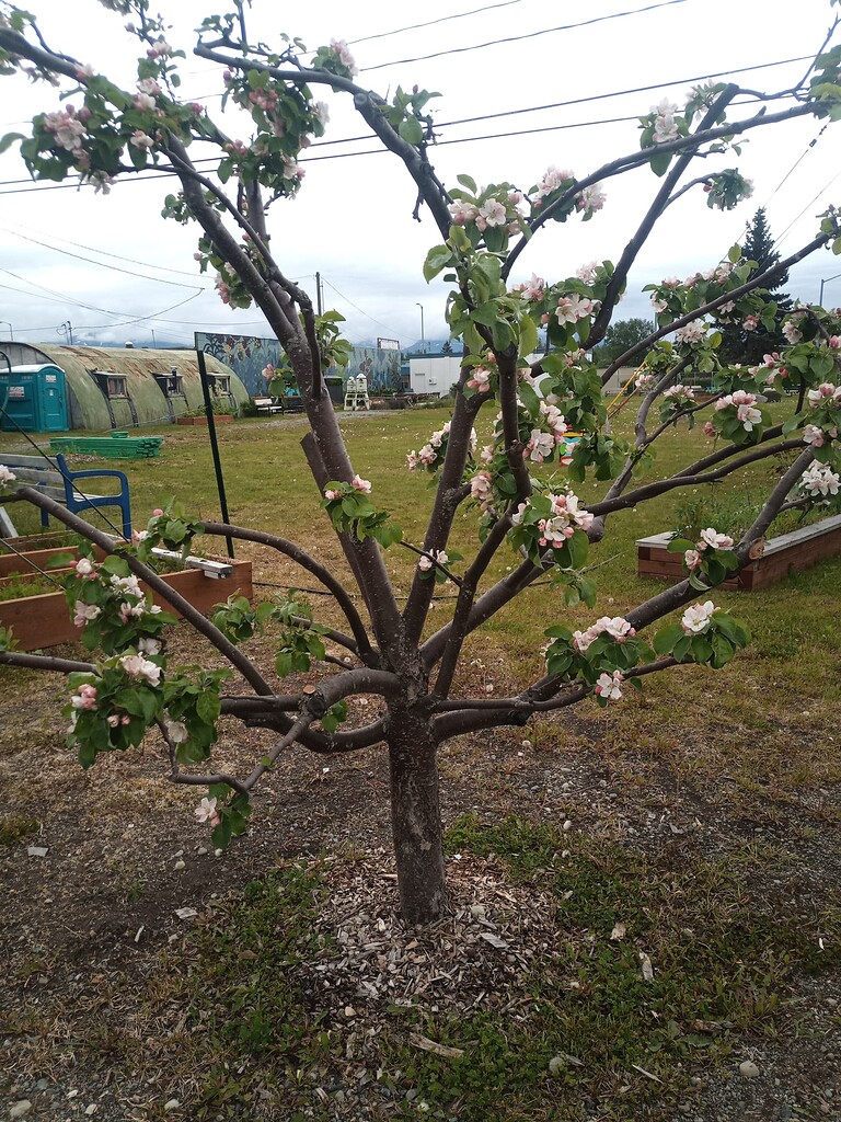 Questioning how low to start branching apple trees General Fruit