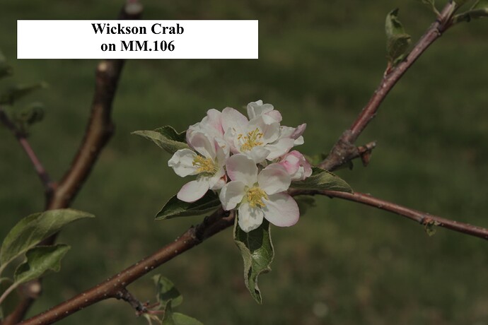 Wickson Crab