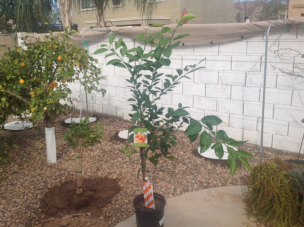 Costco trees are in stock in Phoenix General Fruit Growing Growing