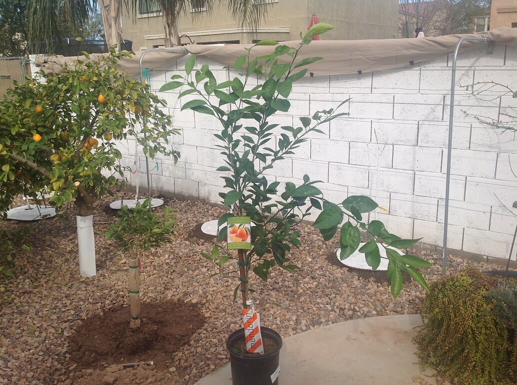 Costco trees are in stock in Phoenix General Fruit Growing Growing
