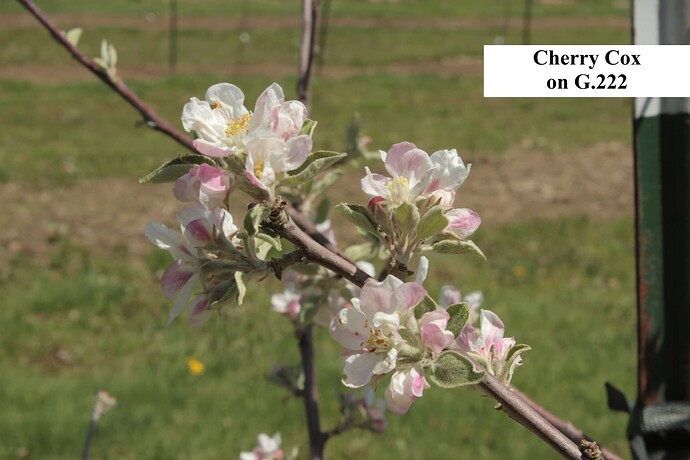 Cherry Cox (1)