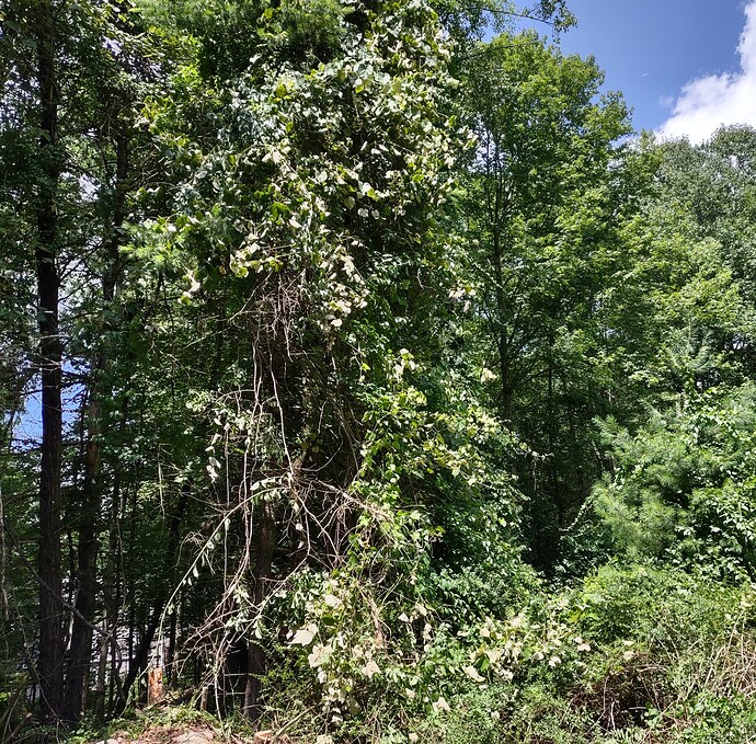 IMG_20230723_120657514_HDR