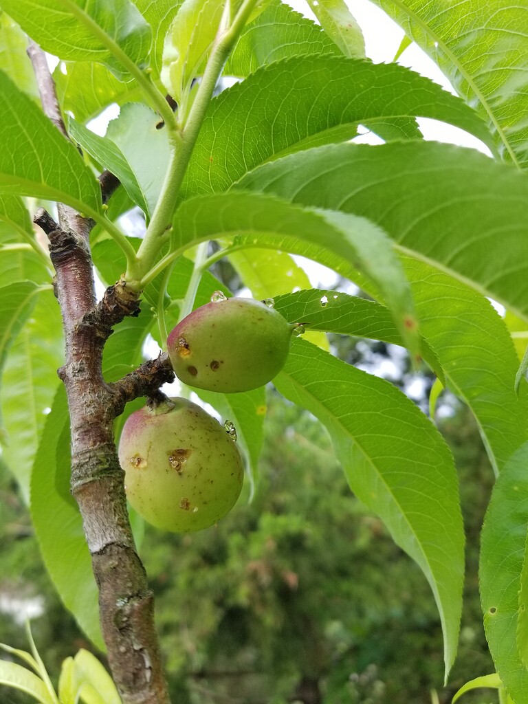 Nectarine Fruit Weeping General Fruit Growing Growing Fruit