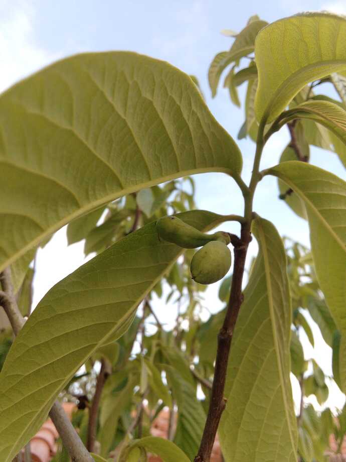 Imagem WhatsApp 2023-05-08 às 19.19.57