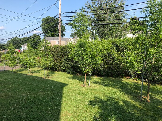 Jujube_5_trees_g_06-15-2023