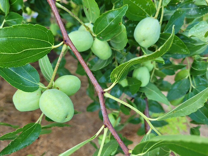 16604815110253397623920528725659