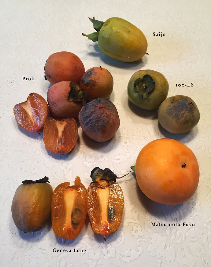 Persimmon2