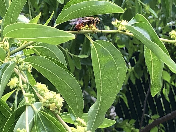 Wasp_on_jujube_06-28-2022