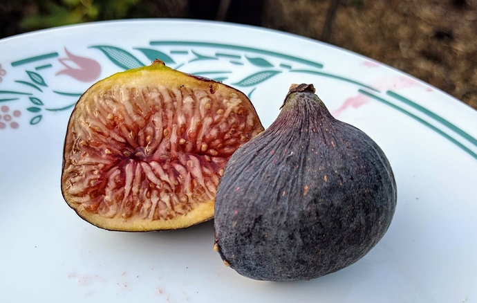 Genovese%20Nero%20AF%20-4%20%2009-04-2019