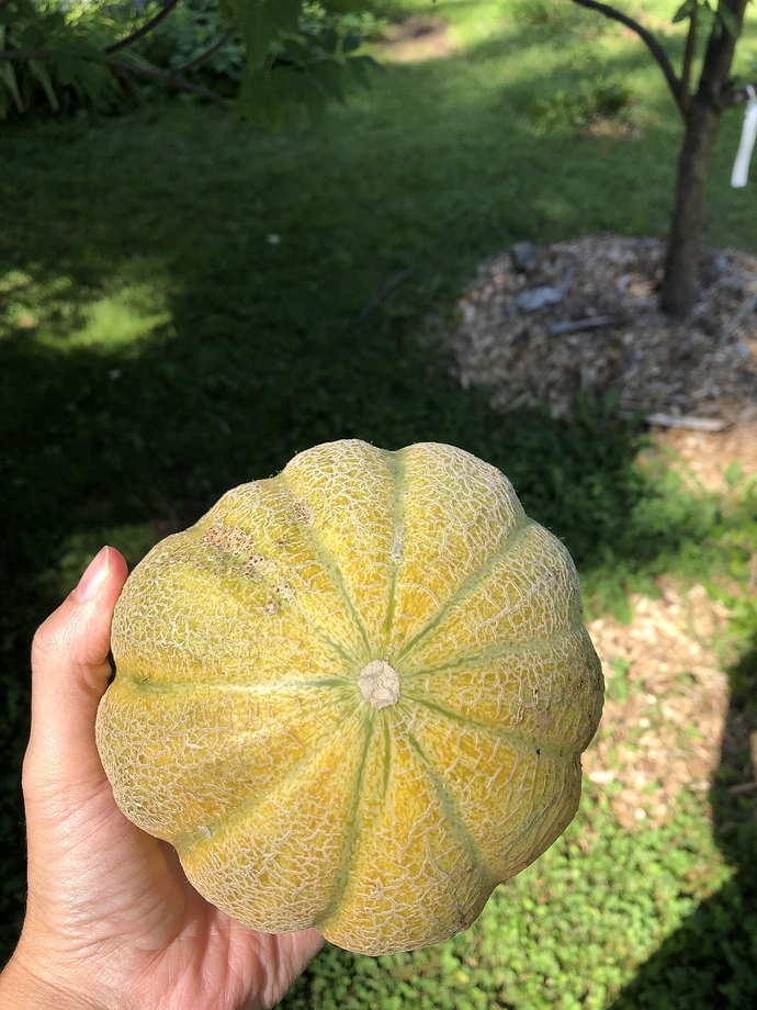 cantaloup%202%2018-08-2020