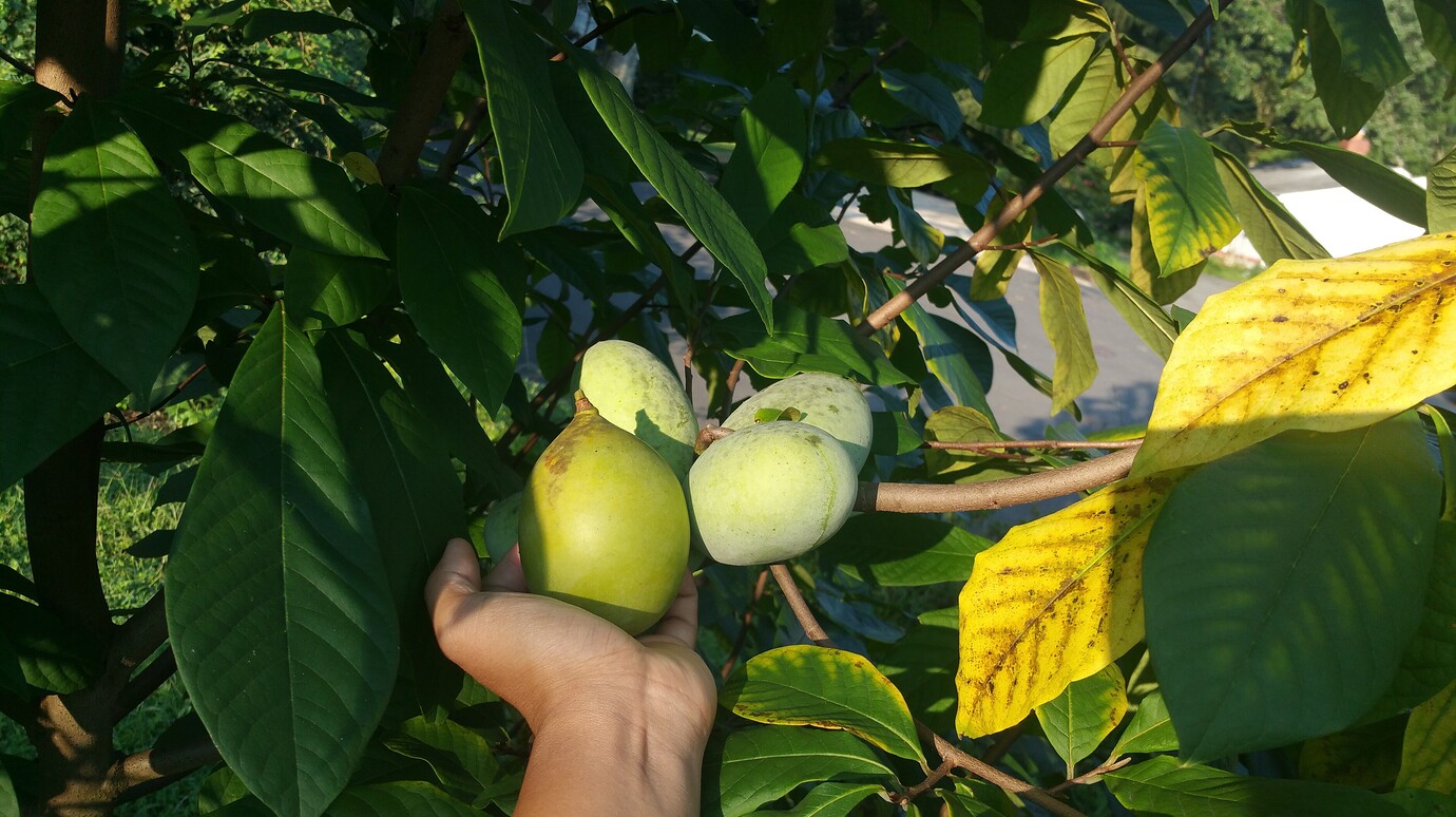 Susquehanna Paw Paw ripening Pictures! Growing Fruit