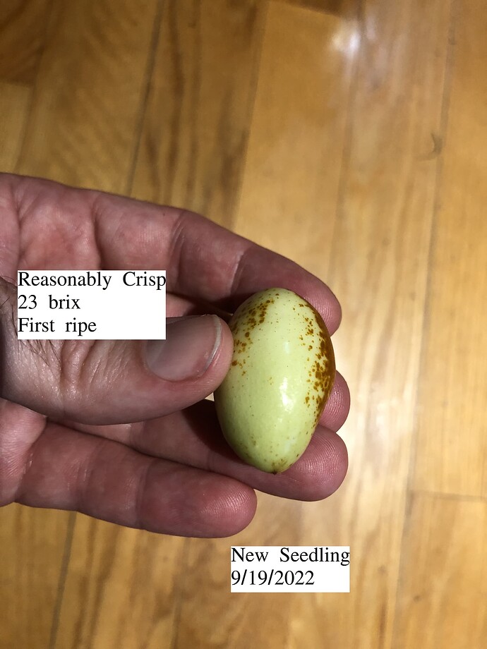 New_Seedling_09-19-2022