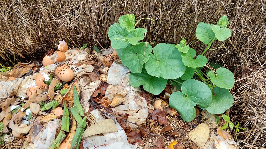 Compost pile volunteers with potential General Gardening Growing Fruit