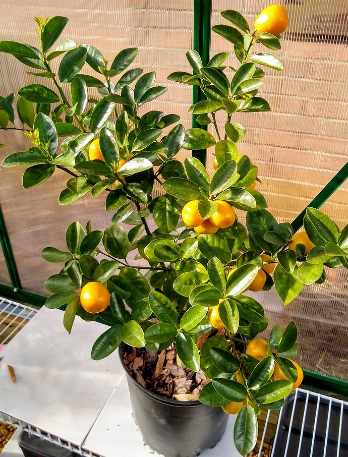 IMG_20210109_095742460_HDR_2