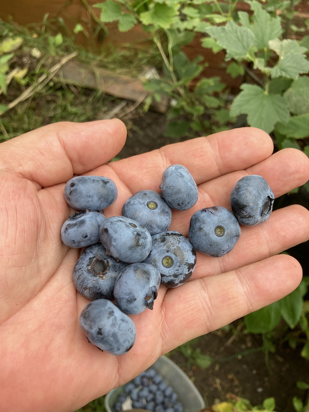 Sweet northern highbush blueberry varieties need
