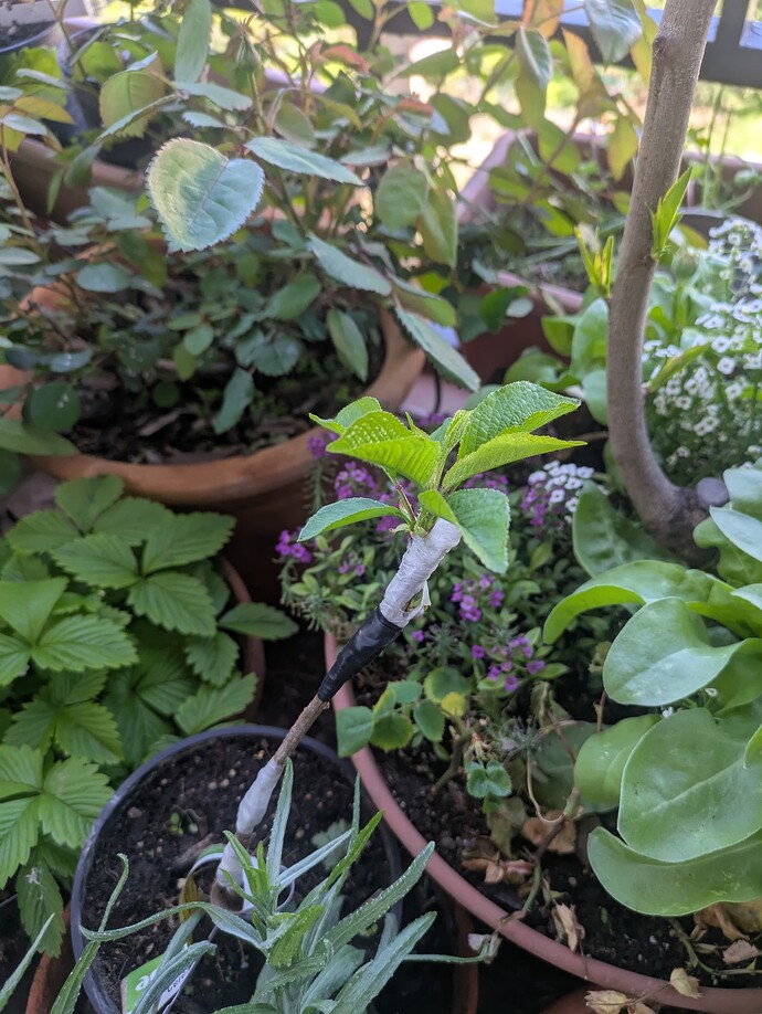 PXL_20250421_094901967.MP