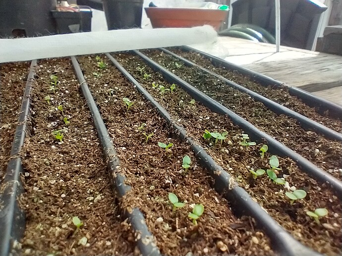 IMG_20210311_115237364_HDR