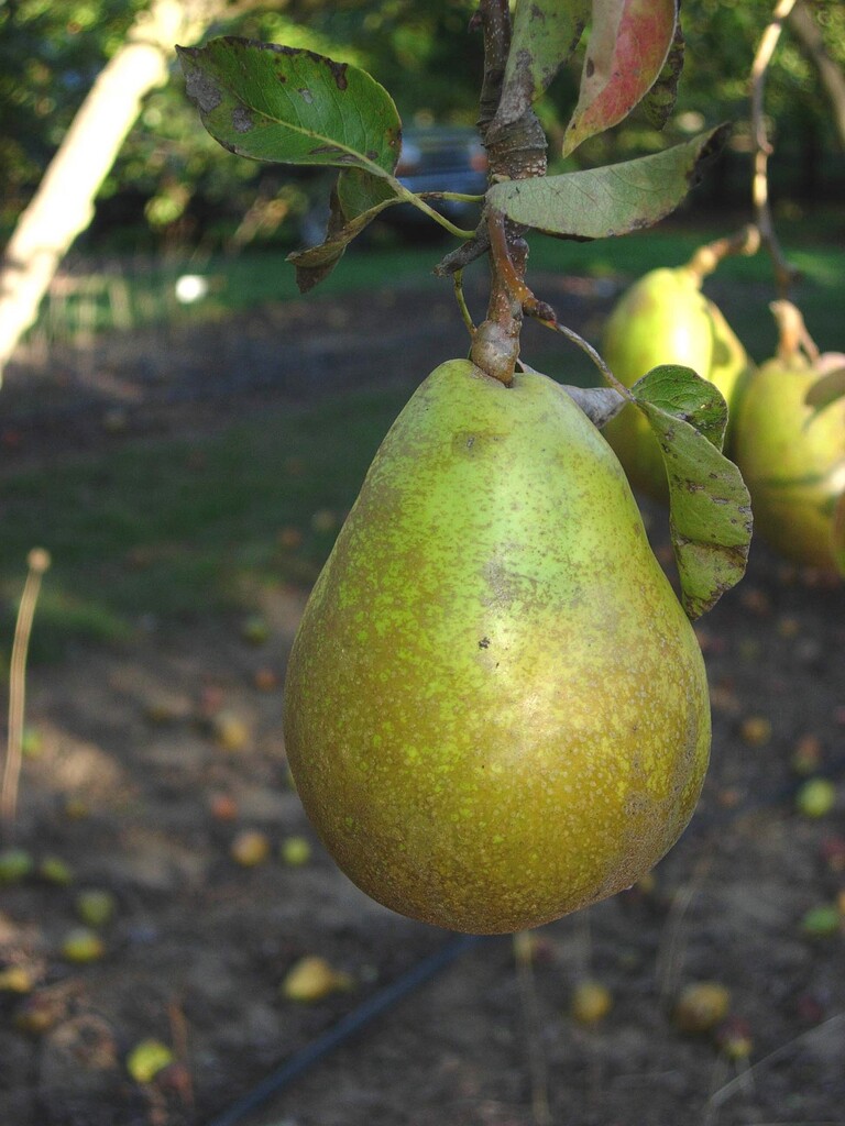 FRUITS　no95-98 FRUITS no95-98 Shinsui Pear on OHxF 97 - Cummins Nursery
