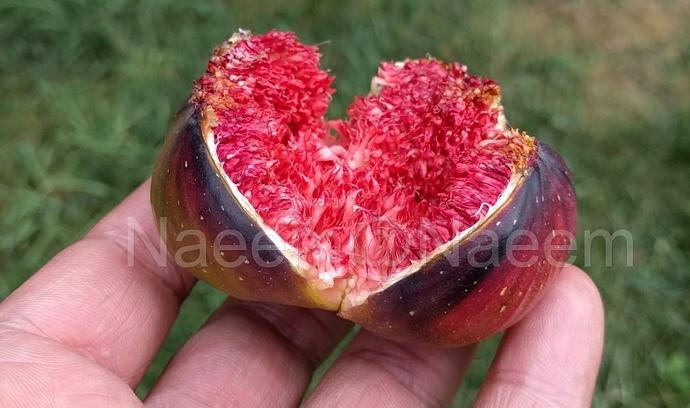 Martinenca%20Rimada%203