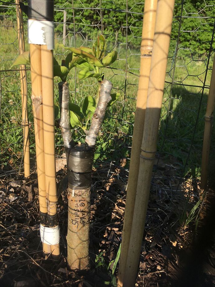 Shinsui pear 6.28.2022