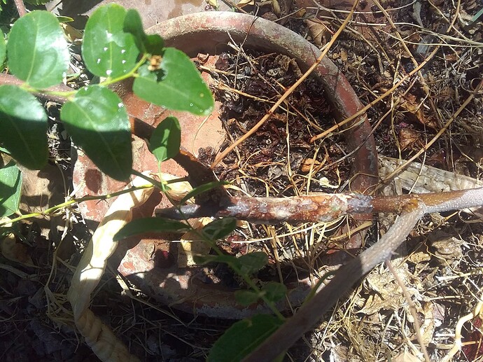 girdle callused after several months