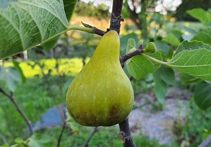 LaRadeck EBT 1 (eastern brown turkey ) 07-02-21