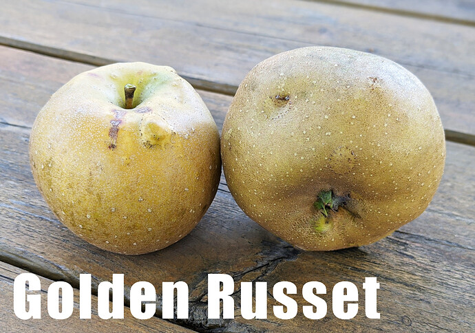 Golden Russet