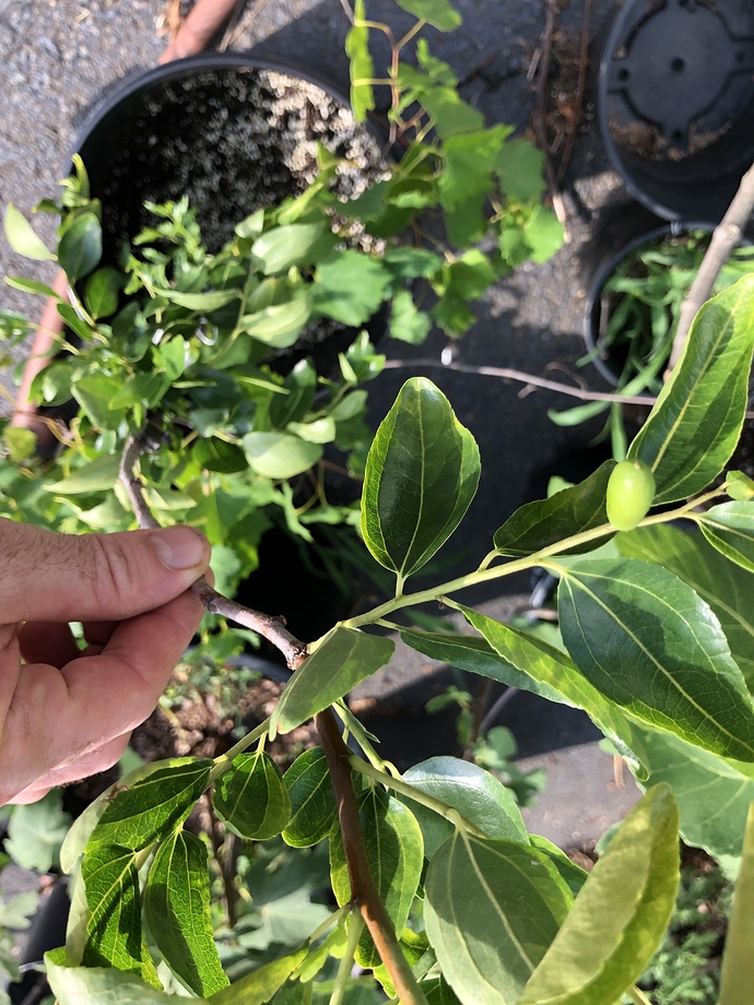 R4T3_Potted_08-02-2020