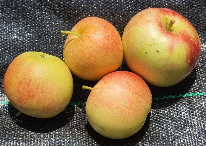 Gala%20%26%20Summerred