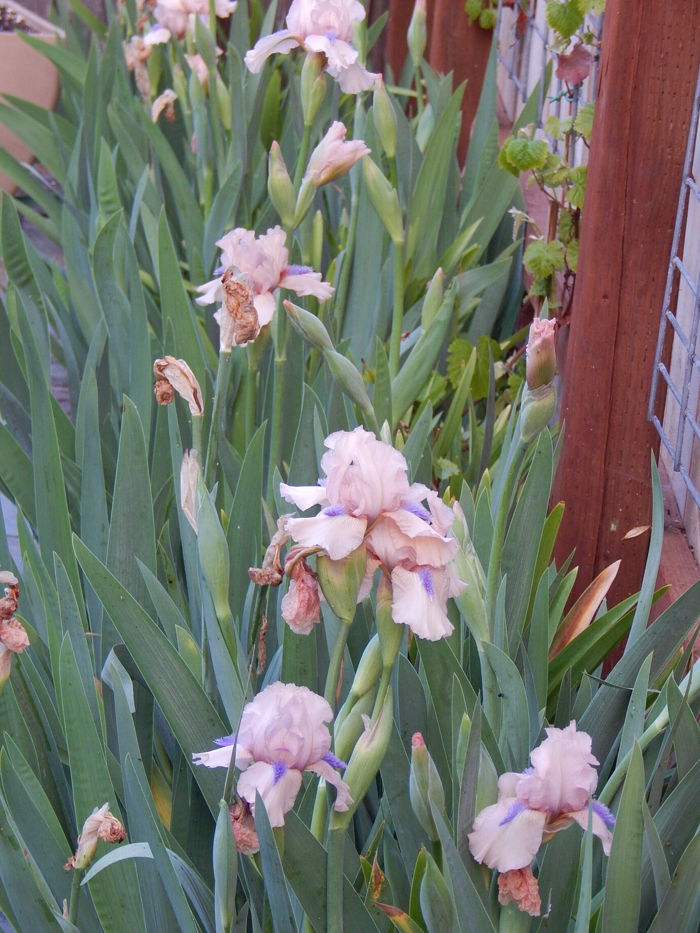 'Concertina' Iris Photos General Gardening Growing Fruit