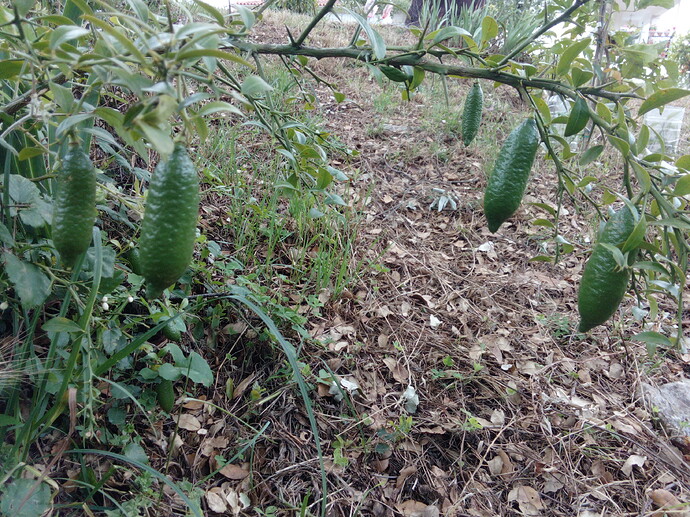 IMG_20220620_151552_1