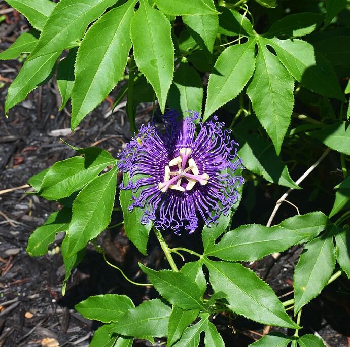 Passiflora-Incense-flower
