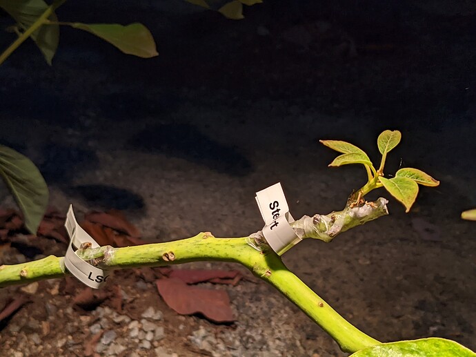 PXL_20220610_034920939