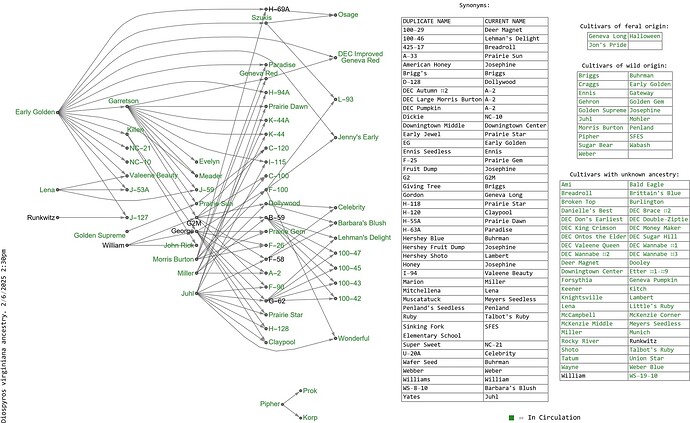 American persimmon ancestries