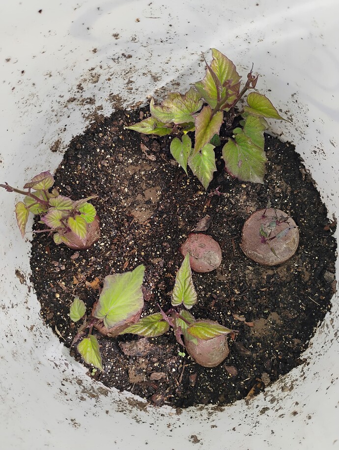 IMG_20250417_124201643