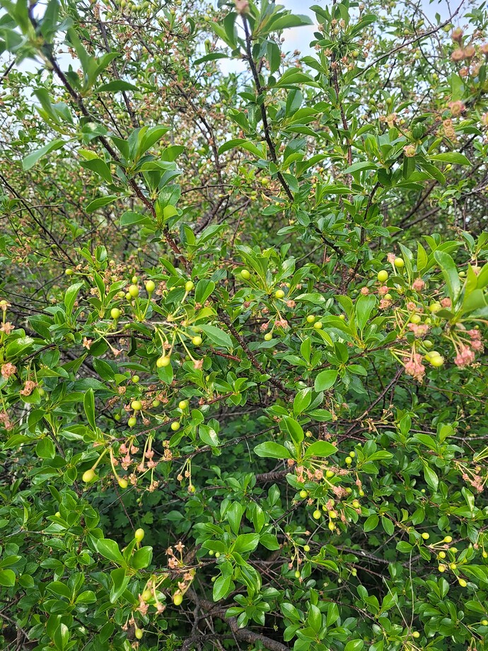 Carmine jewell versus Juliet cherries General Fruit Growing Growing