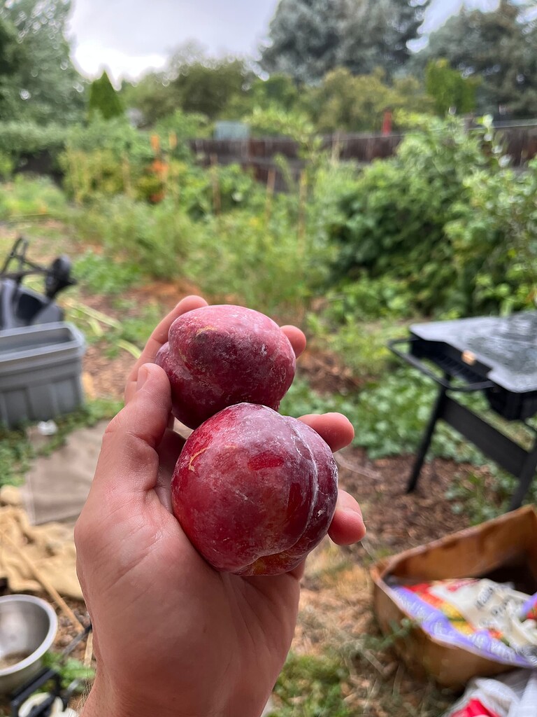 Do you pick nectarines when firm? General Fruit Growing Growing Fruit