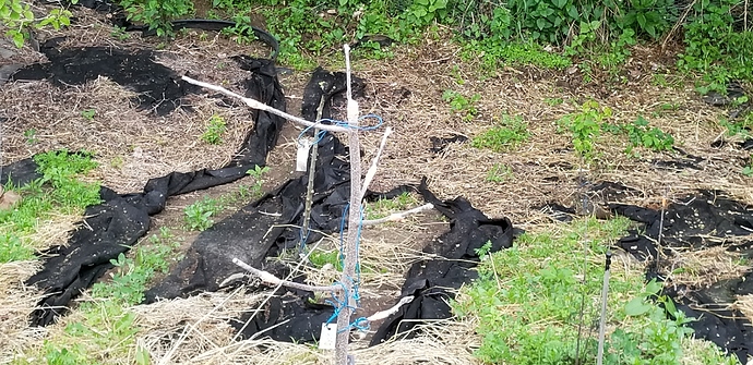 15901931964055615485660517134129