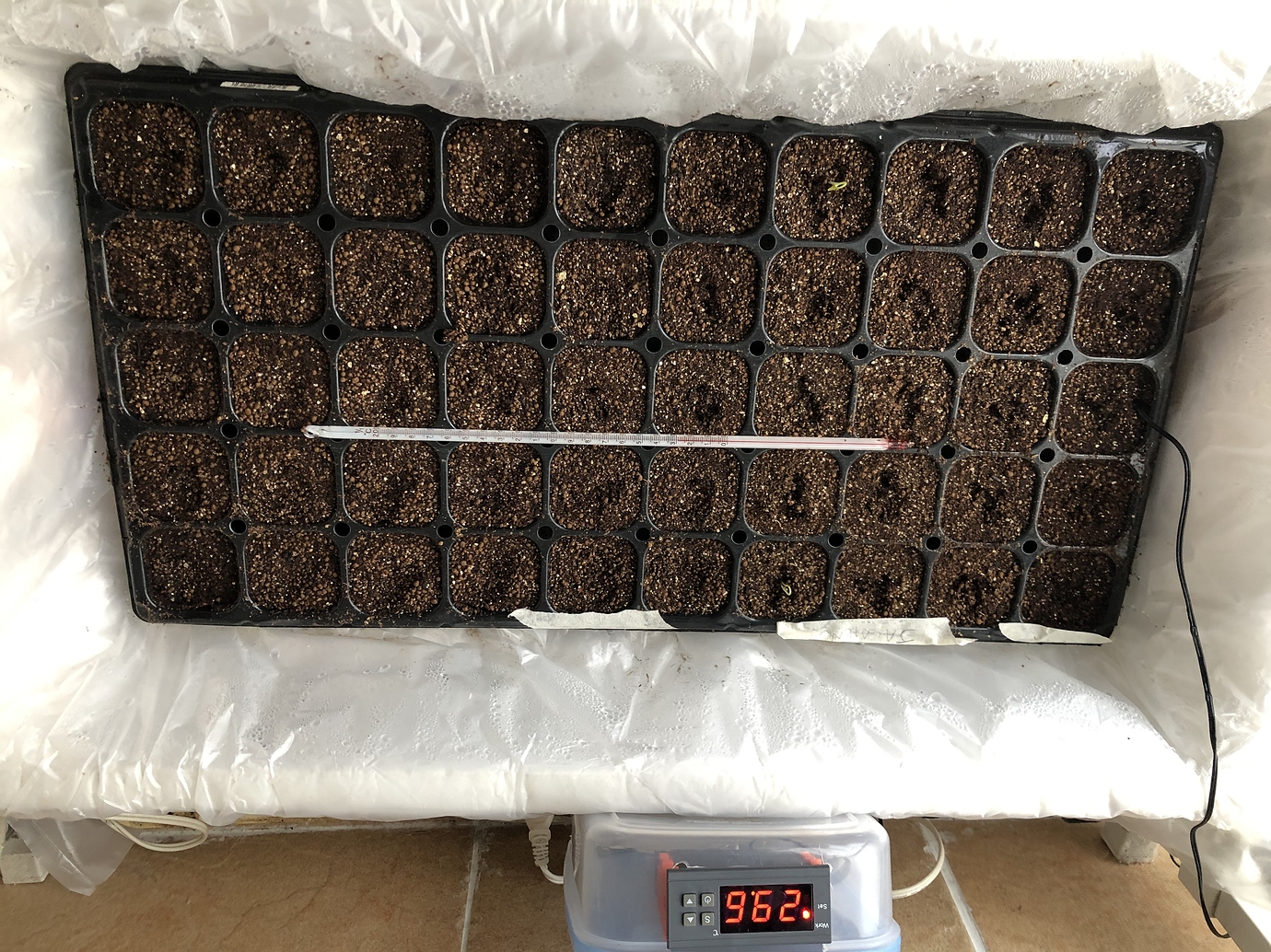 Tabasco, Jalapeño, and bell pepper seed germination times General