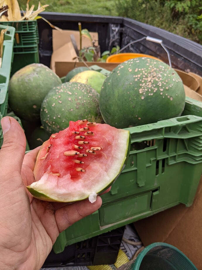 Melons 2022 General Fruit Growing Growing Fruit