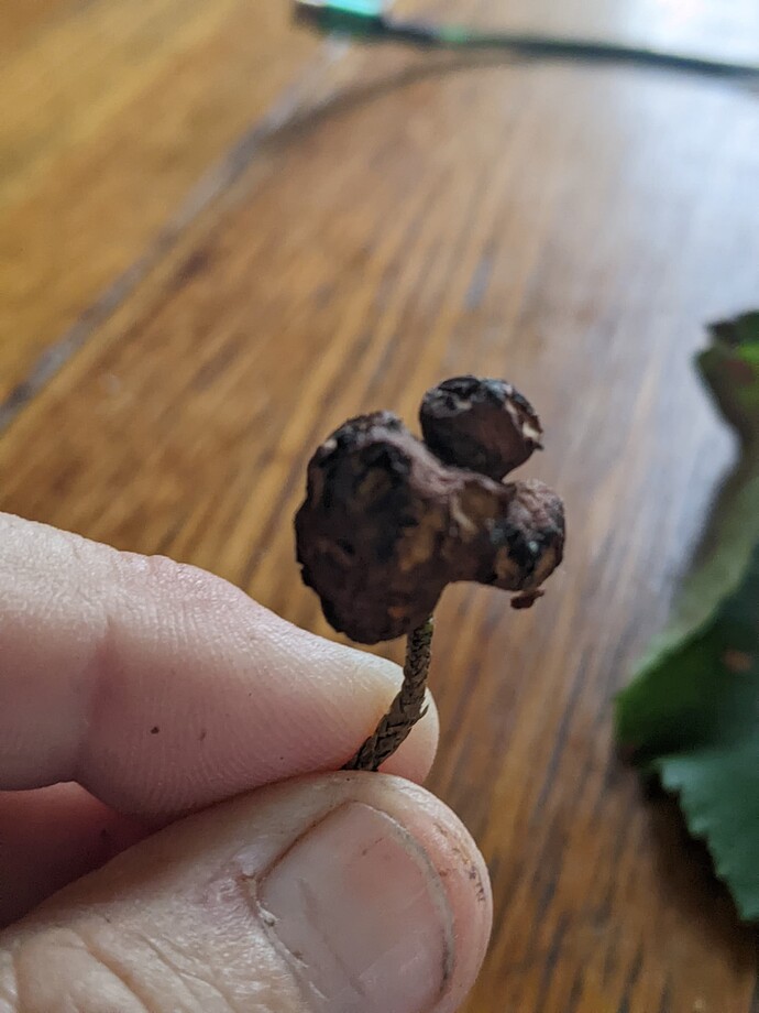 PXL_20240528_171815283.PORTRAIT