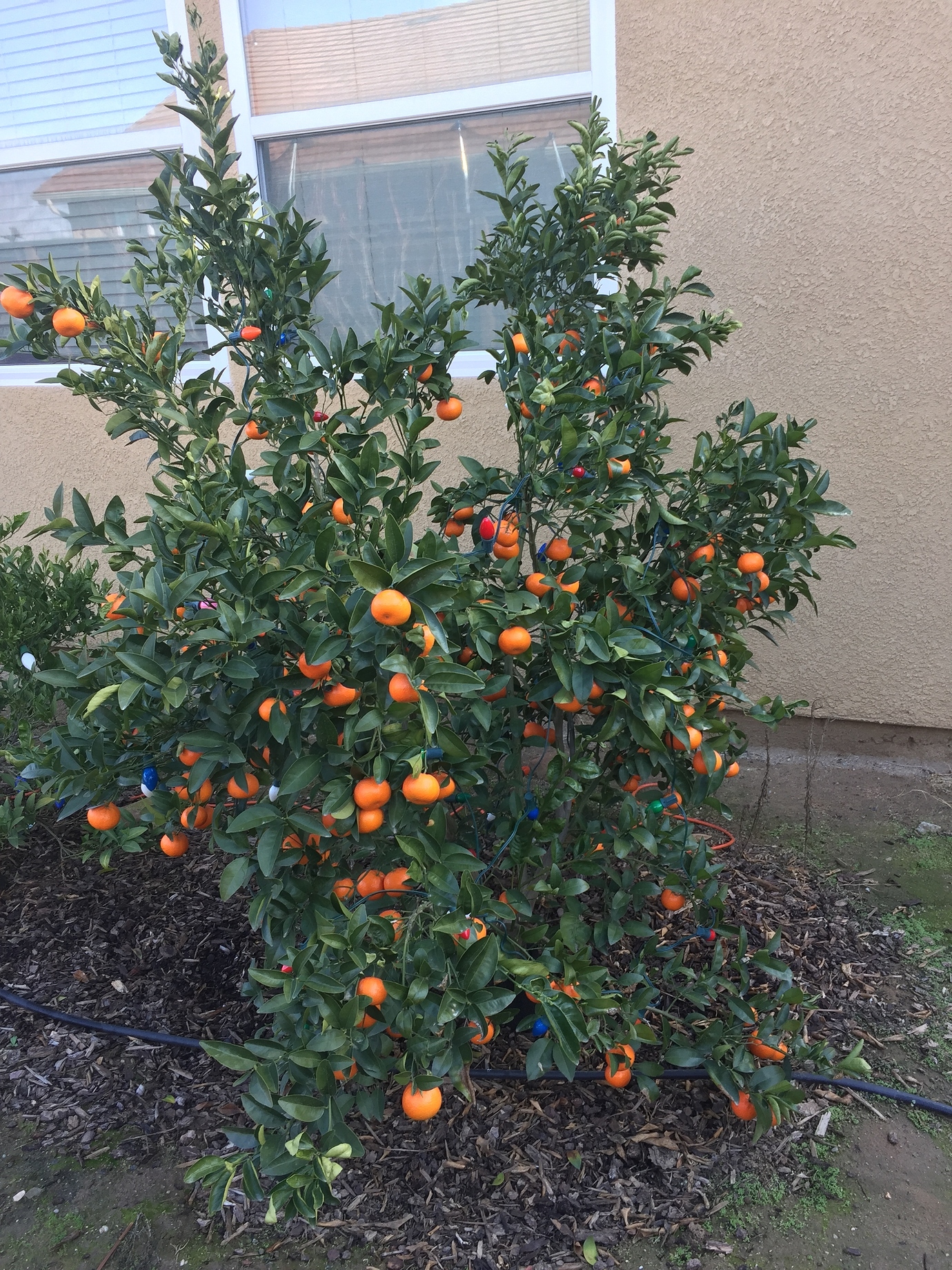 Rootstock for fullsized Mandarins General Fruit Growing Growing Fruit