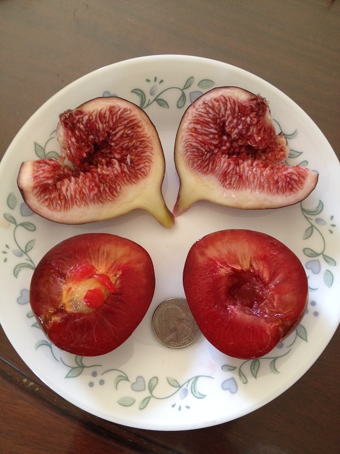 Brown%20Turkey%2C%20Elephant%20Heart