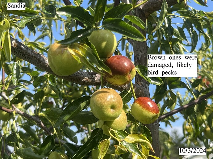 Sandia_ph_10-03-2024