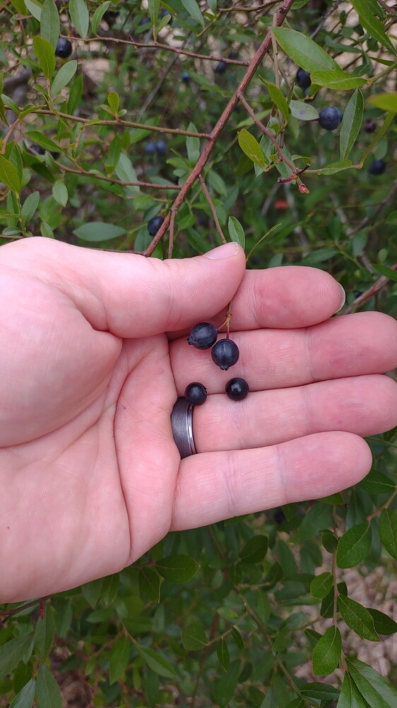 IMG_20250525_174816231