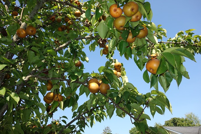 Don't confuse late frost with fire blight - General Fruit Growing ...