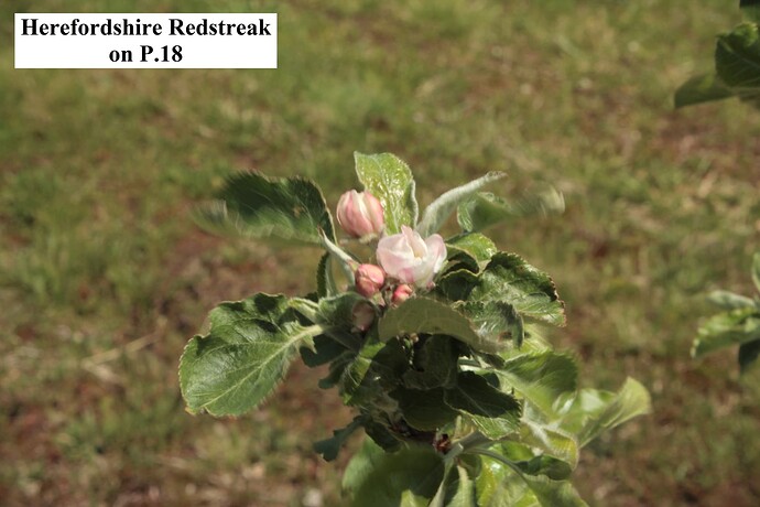 Herefordshire Redstreak