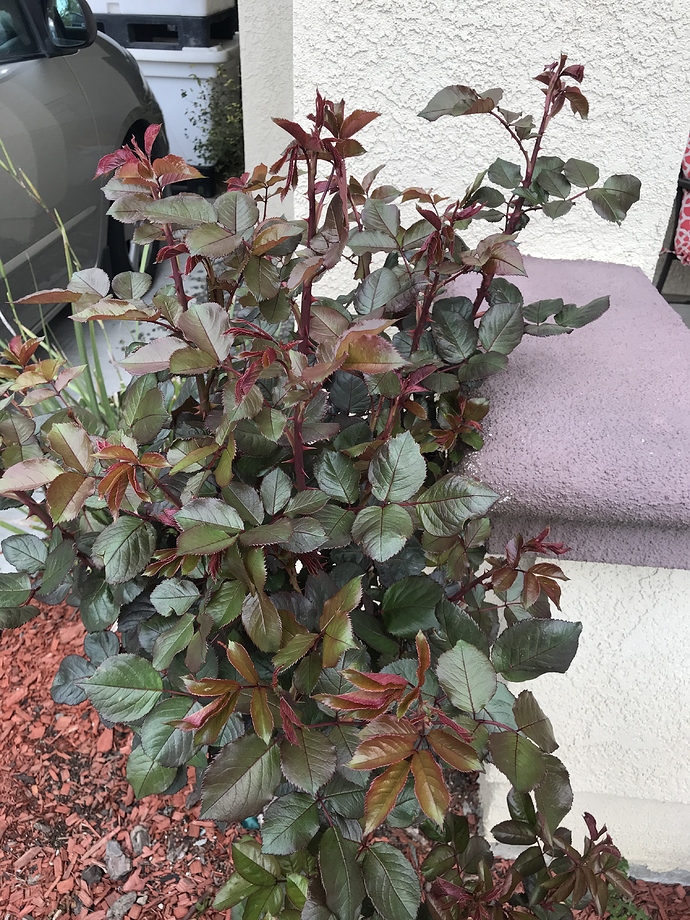 3DC64749-BE74-4B01-8122-FB0F215FD74F