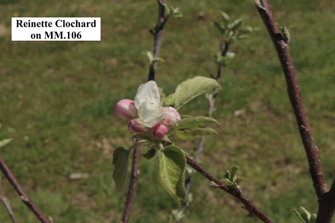 Reinette Clochard